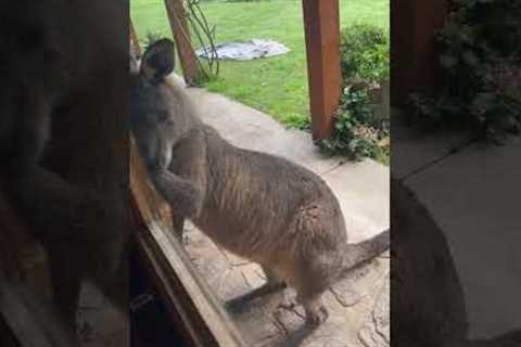 Kangaroo Isn't Allowed Inside