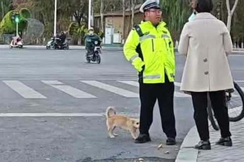 Persistent Pooch Follows On-Duty Traffic Policeman