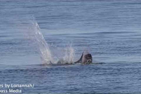 Crazy moment sea lion rips out blue shark's throat