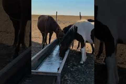 Horse uses hoof to break ice in water trough