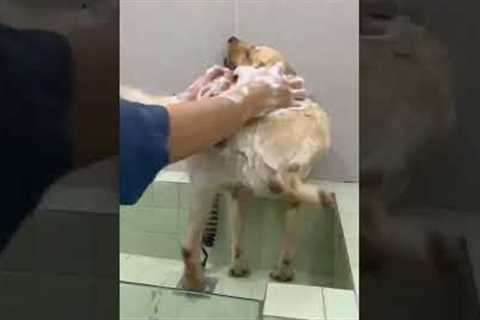 Pet Labrador twerks while being bathed by owner