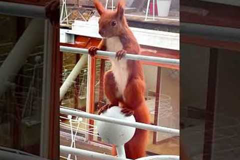 Red Squirrel shows off a dancing jiggle