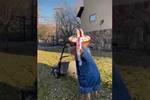 Golden Retriever Cuts Grass In Overalls