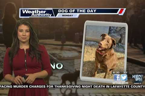 Dog Walk Forecast – Nov. 27, 2023