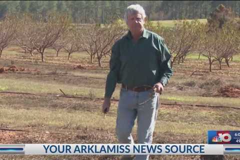 Largest peach orchard in Ruston faces crop losses