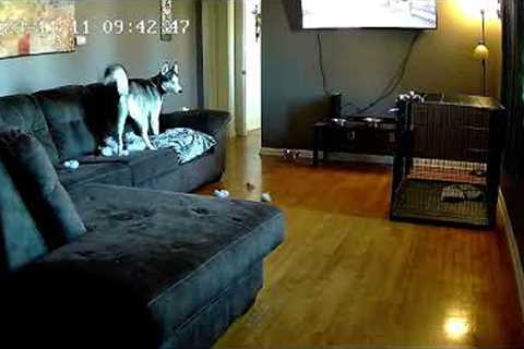 Watch As This Husky Shreds This Couch To Pieces!