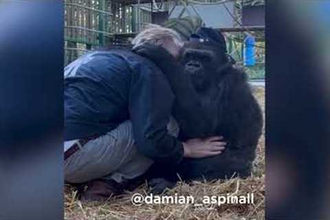 Gorilla shares moment with man she's known since birth