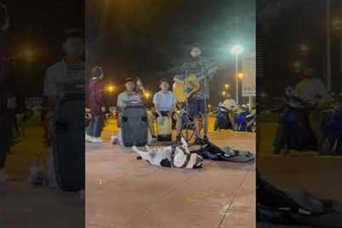 French Bulldog lies on his back listening to buskers