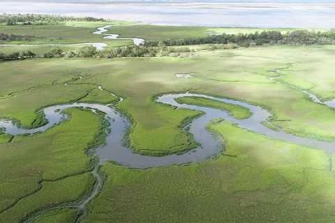 New study focusing on 750,000 acres of US coastal areas finds mussels act as ecosystem engineers