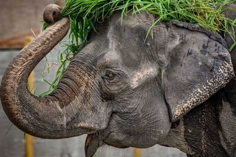 Mali, ‘One Of The World’s Saddest Elephants,’ Dies