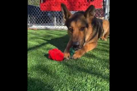 High dog euthanization rate at L.A. County shelter built to save them