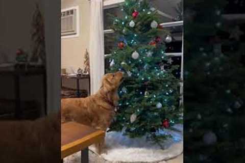 Mischievous golden retriever steals ornaments