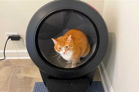 This $700 robot litter box changed my life