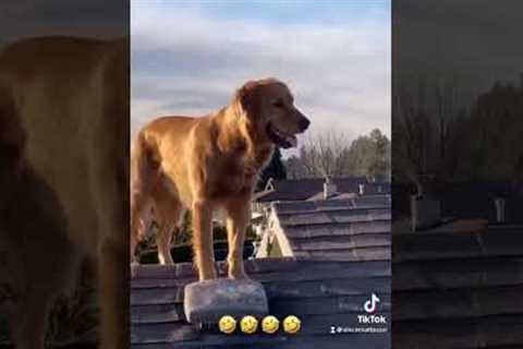 Dog Climbs Ladder to Help with Home Repairs