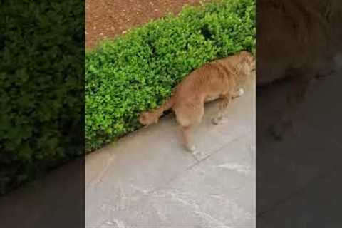 Funny dog happily rubs body against long bush