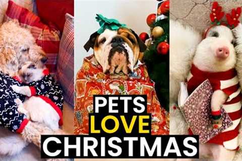 These Pets LOVE Christmas | TOP 19 Hilarious Moments