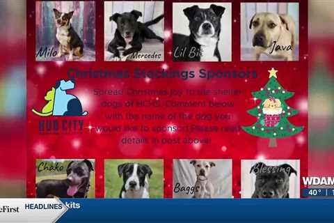 Hub City Humane Society Christmas stockings