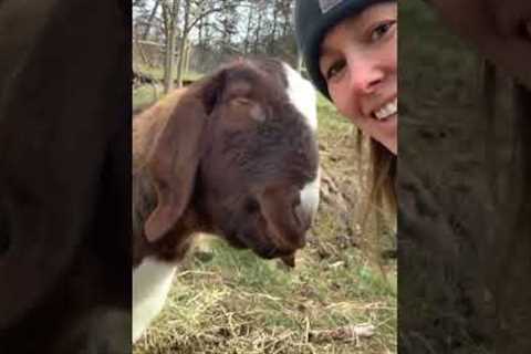 Affectionate Goat Is a Big Softie