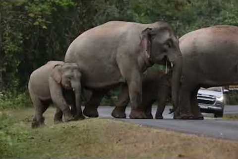 Hungry wild elephant rams tourists' car while looking for food