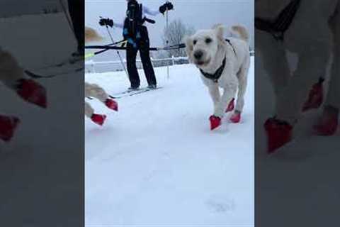 Dogs Take Woman Skiing