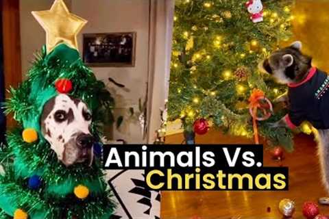 Animals Vs. Christmas