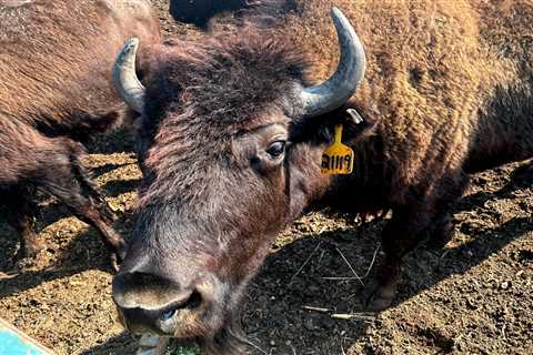 Doctors on (Video) Call: Rural Medics Get Long-Distance Help in Treating Man Gored by Bison