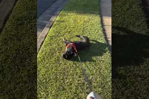 French Bulldog Refuses to Cooperate On Walk