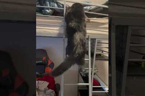 Cat Climbs Ladder Like A Human