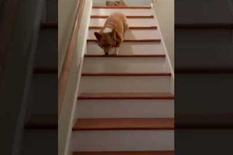 Corgi Hops Down Stairs