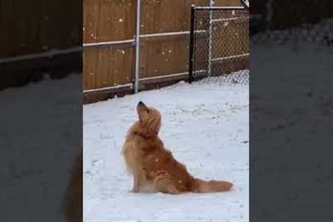 Golden retriever peacefully watches snow