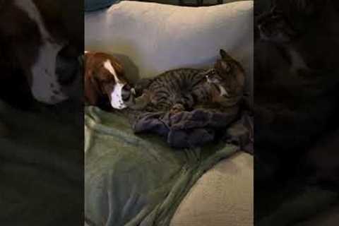 Basset Hound Wants to Play With Cat