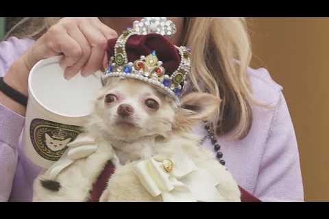 The Mystic Krewe of Barkus goes ‘Pawsitively Pink’ for Carnival season