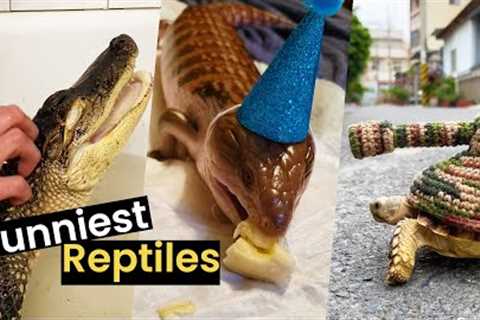 Funniest Reptile Moments