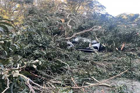 Tree falls on 4 cars at Golden Gate Park