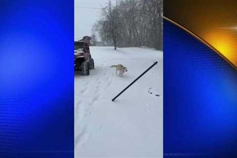 Pets enjoying the snow on Tuesday – Part 3