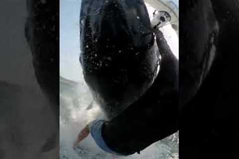 Windsurfer collides with breaching humpback whale