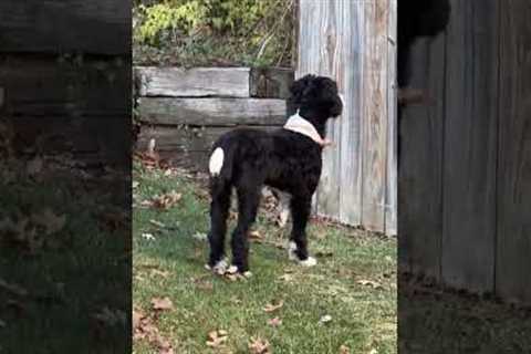 Oblivious dog gets spooked by neighbor's dog