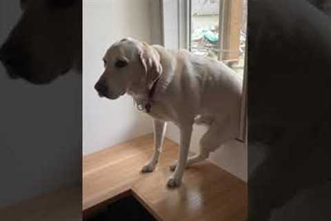 Dog uses new bench in an unconventional way