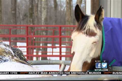 Horse owner takes extra precautions during freezing weather