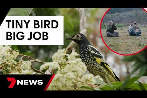 Tiny Australian Bird, With A Big Job, Making A Come Back