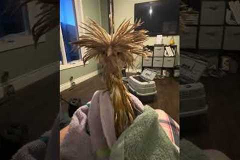 Fran The Chicken Has A Very Bad Hair Day