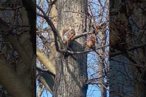 Squirrel trying to enjoy churro gets chased