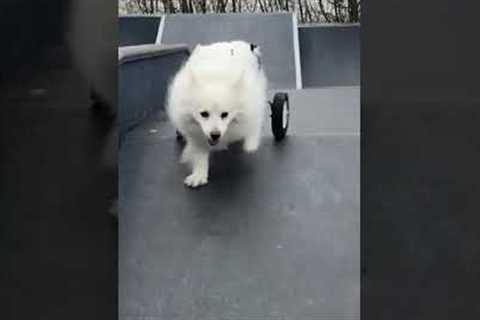 Dog in wheelchair loves to play at skateparks