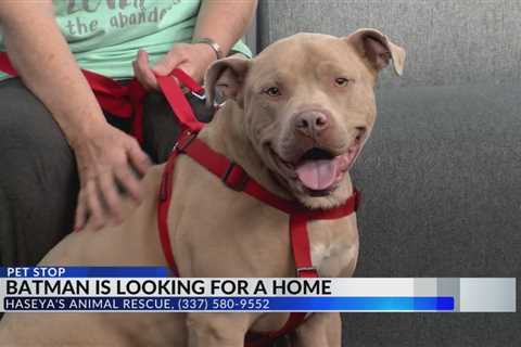 Batman is looking for a home with Haseya’s Animal Rescue