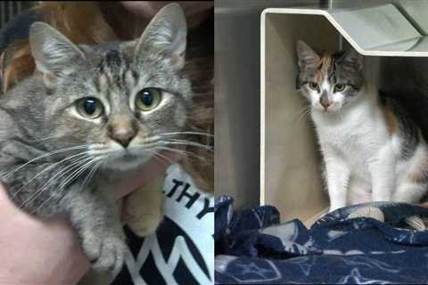 Pine Belt Pet of the Week: Bethany and Sugar Plum