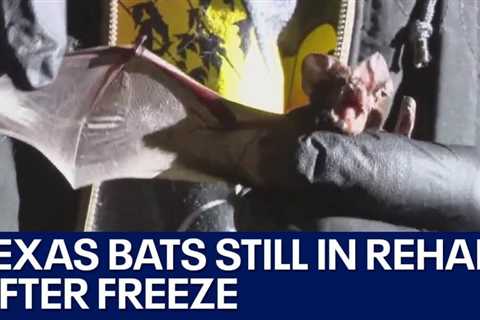 Texas bats injured in arctic blast still being rehabilitated | FOX 7 Austin