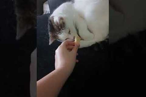 Sleeping cat wakes up when it smells cheese