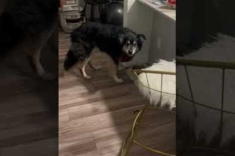 Sweet senior dog requires constant praise