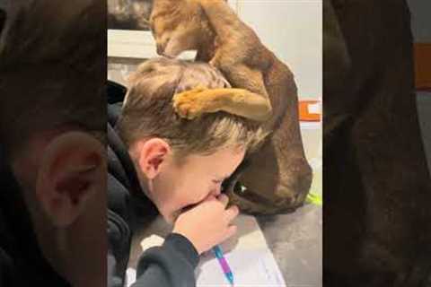 Cat Grooms Boy's Head