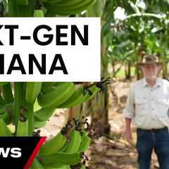 World-first genetically modified banana approved for human consumption